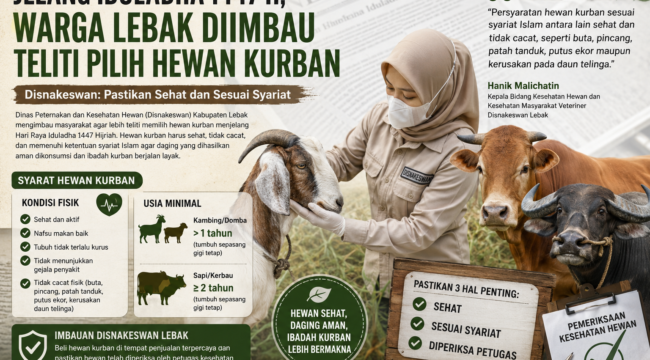 Petugas kesehatan hewan memeriksa kondisi kambing kurban dalam ilustrasi edukatif terkait imbauan Disnakeswan Lebak agar masyarakat memastikan hewan kurban sehat, tidak cacat, dan memenuhi syariat Islam menjelang Hari Raya Iduladha 1447 Hijriah. Foto: ilustrasi